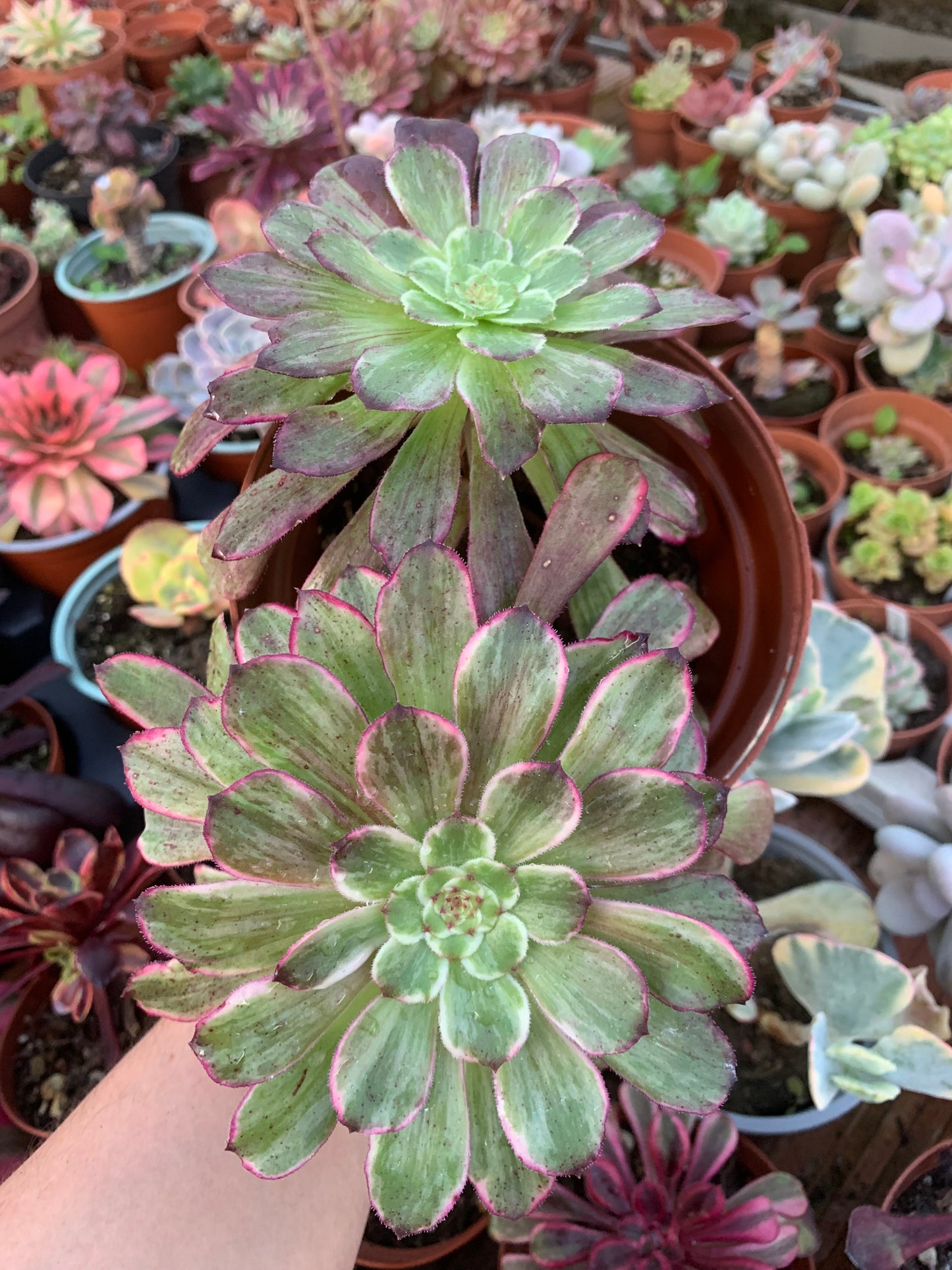 Aeonium "Ink Painting" cluster variegado