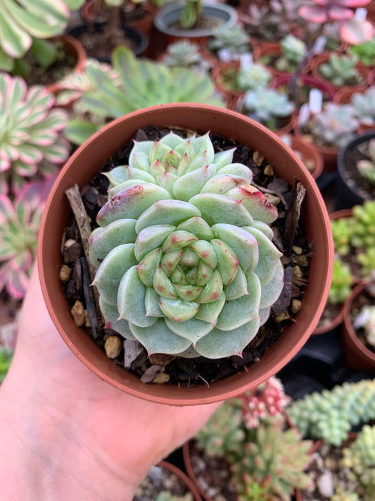 Echeveria "red velvet" (E. laui x E. hyalina) Korean