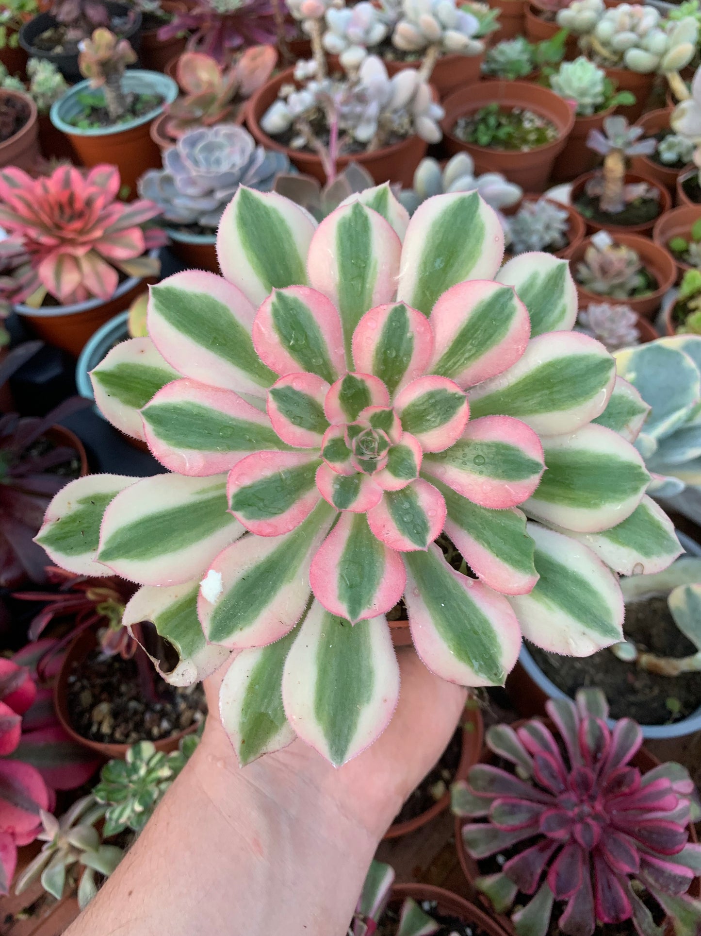 Aeonium "Pink Witch" variegado