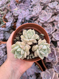 Echeveria "Cream Puff" coreano