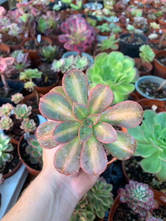 Aeonium "macaron" variegado