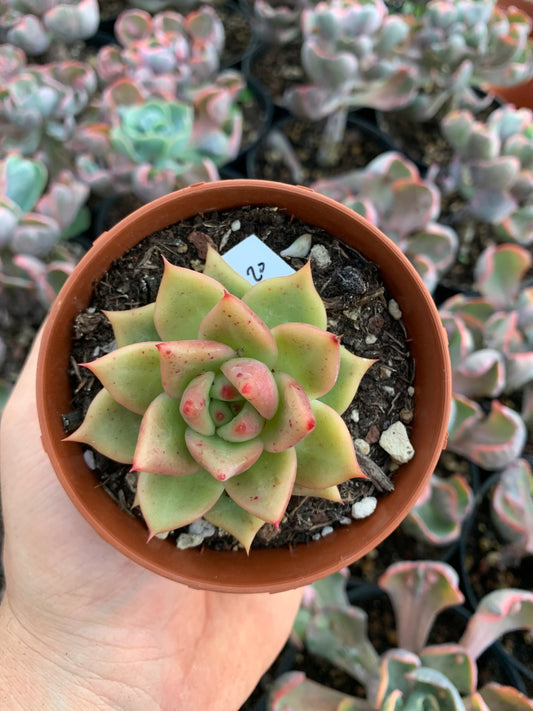 Echeveria agavoides hibrido