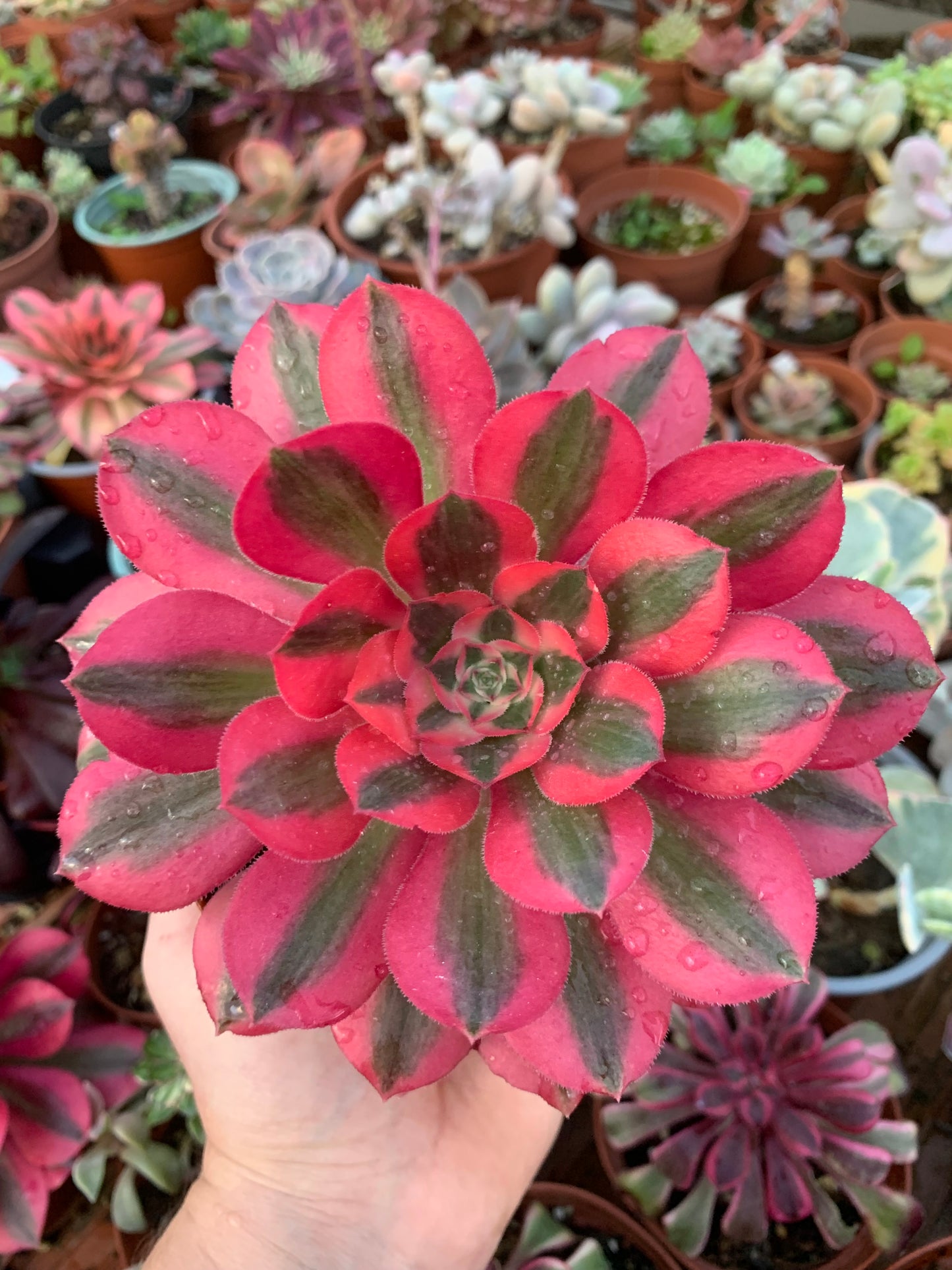 Aeonium "Pink Witch" variegado