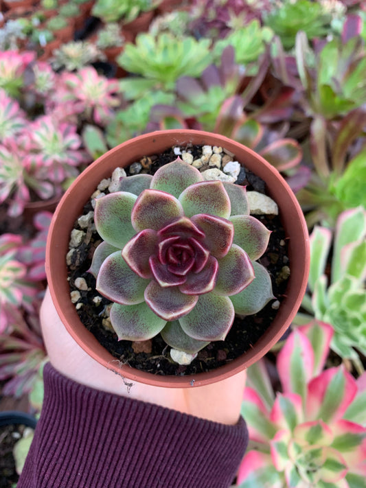 Echeveria "Pushke" Korean