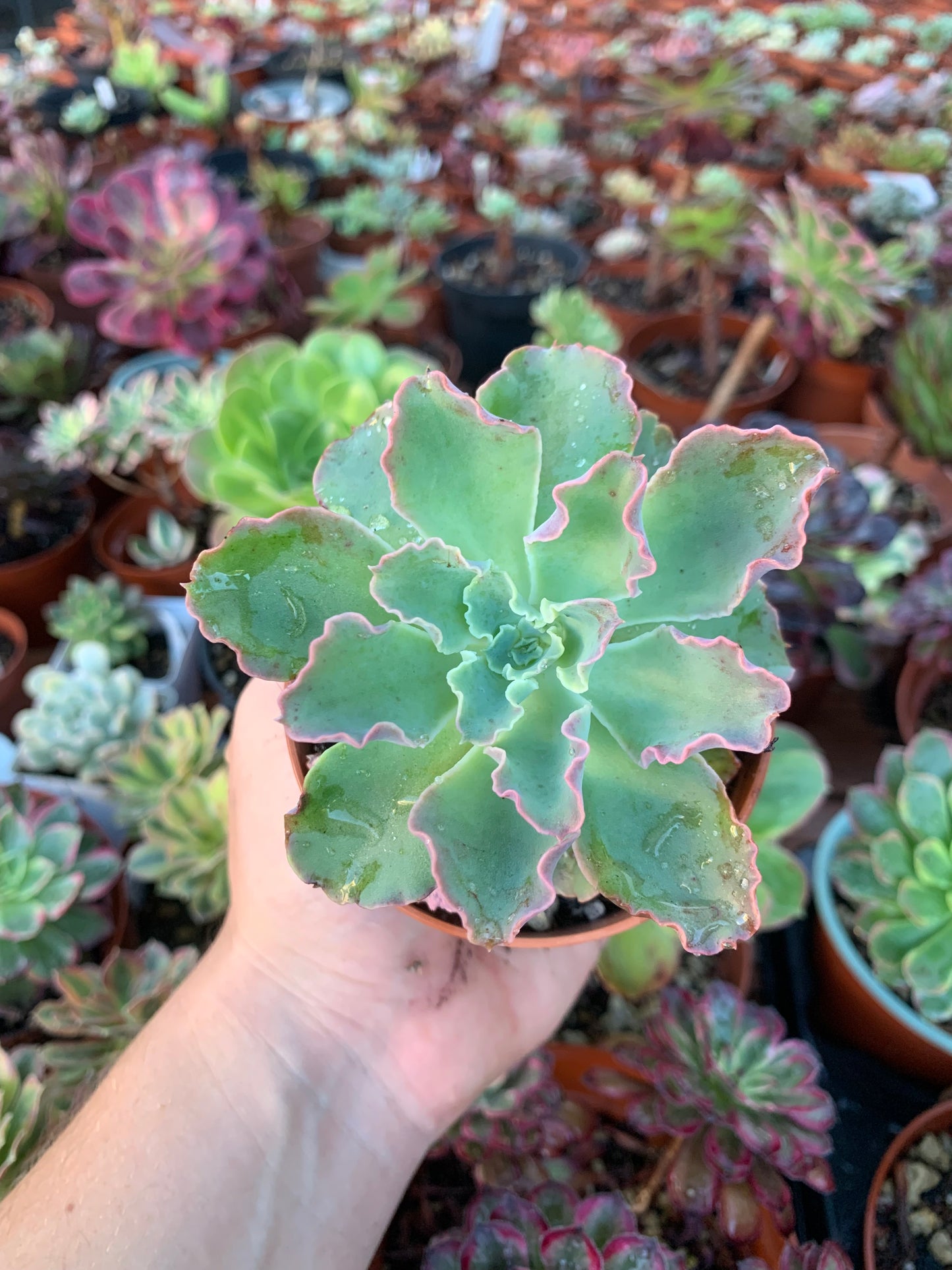 Echeveria "Cameo" by Dick Wright