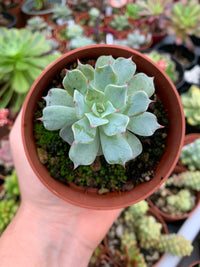 Echeveria real de catorce