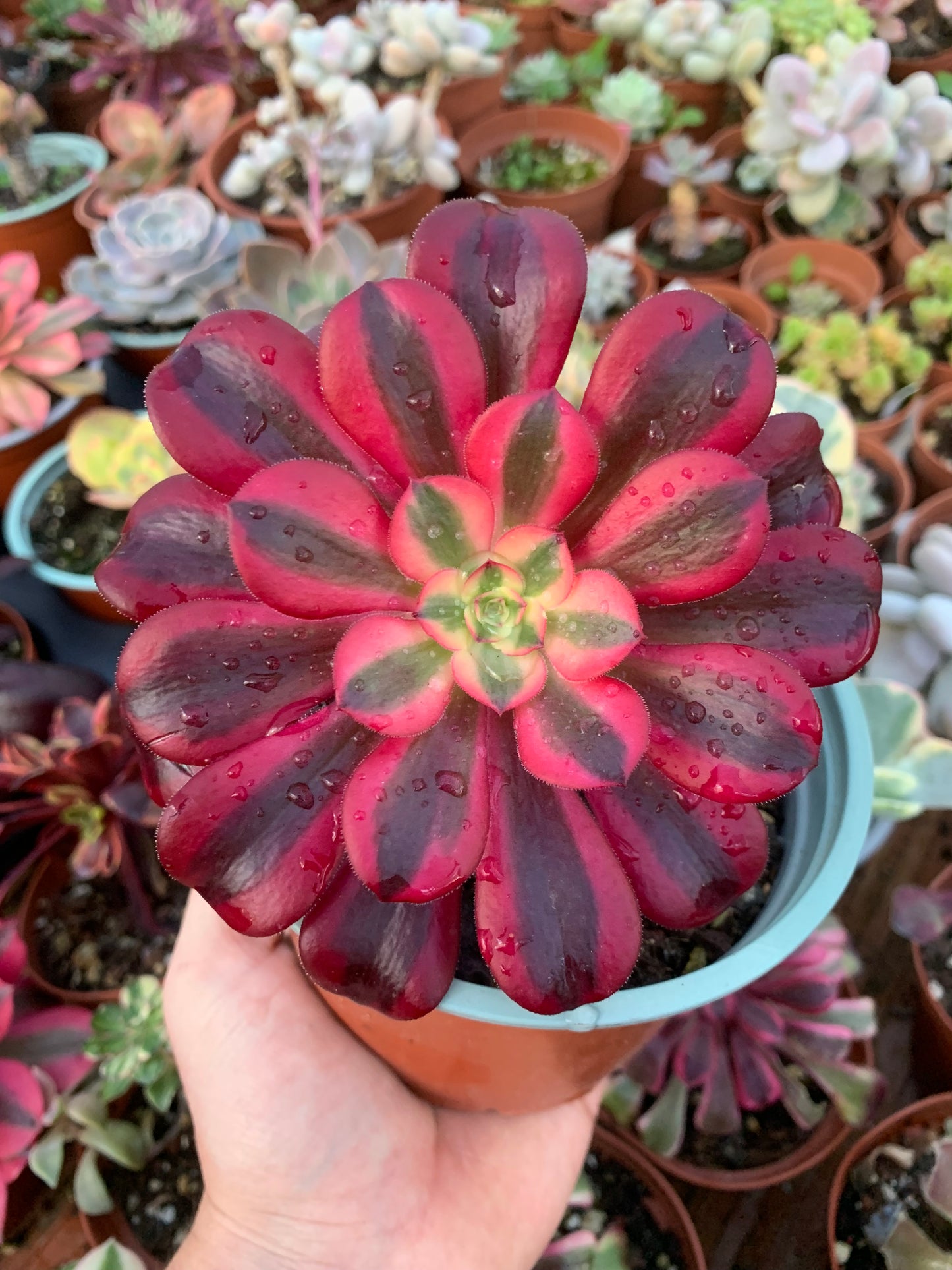 Aeonium "Medusa" Variegado