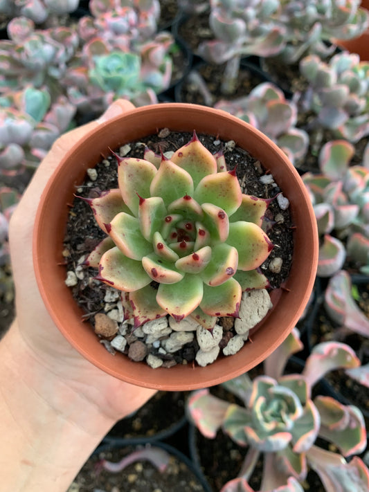 Echeveria agavoides ebony x Echeveria cuspidata