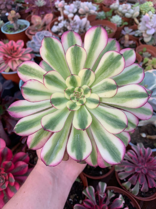 Aeonium "Venus" Variegado