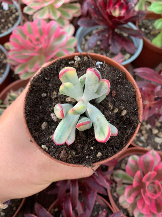 Cotyledon orbiculata dinteri variegado Korean