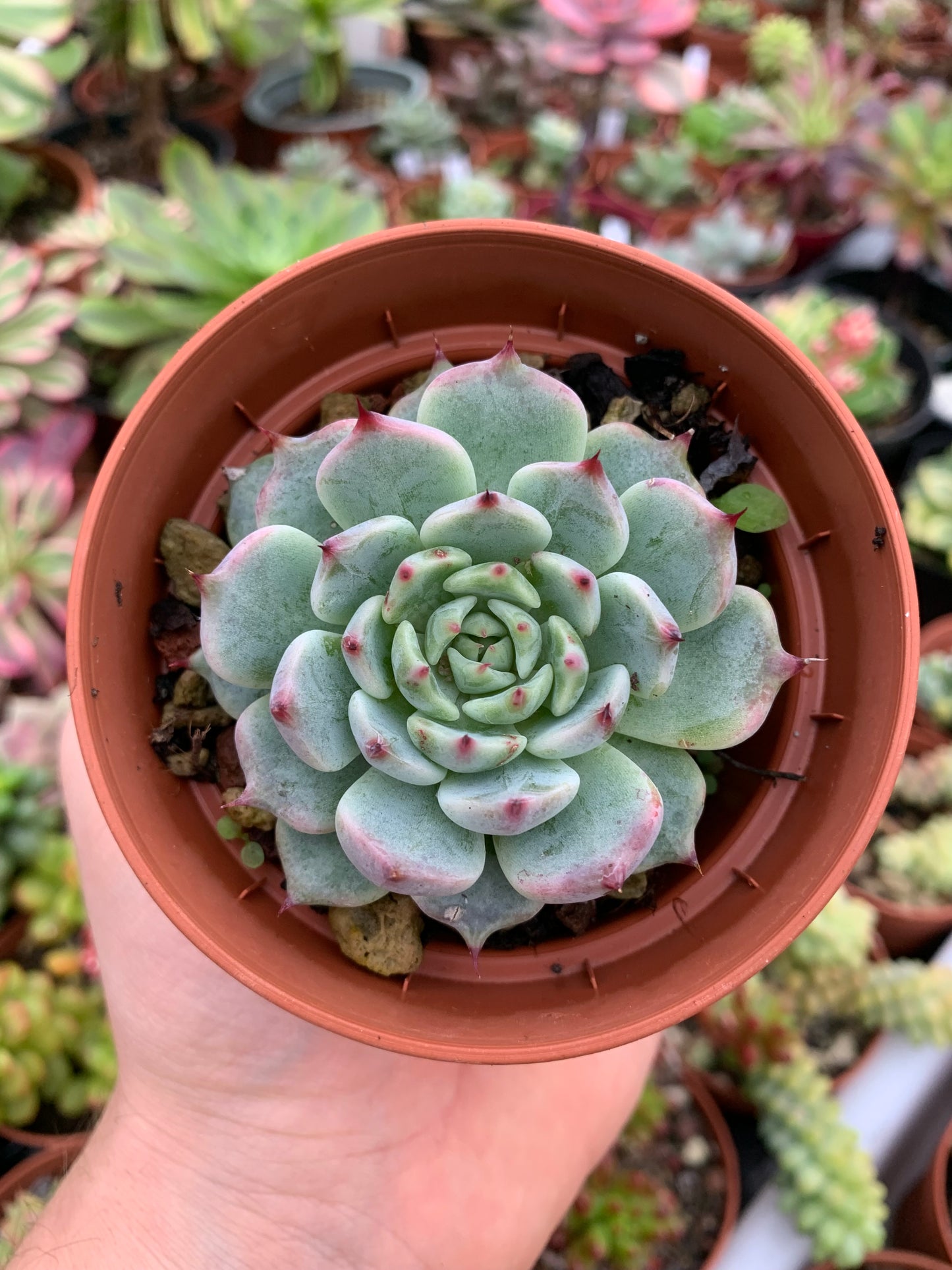 Echeveria "black nails" Korean