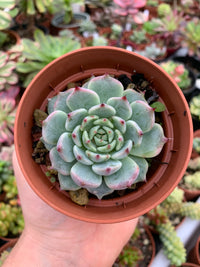 Echeveria "black nails" Korean