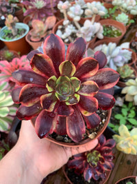 Aeonium "Super Bang" Variegado