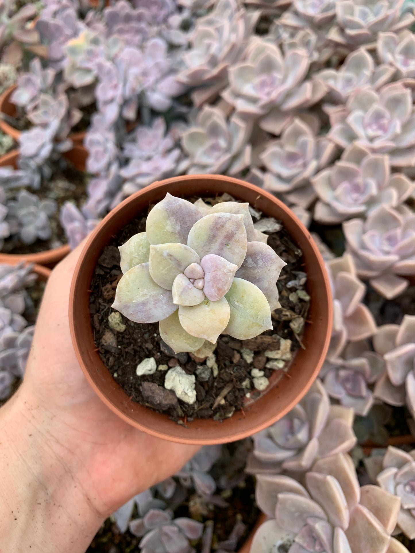 Graptopetalum ''superbum'' variegado korea