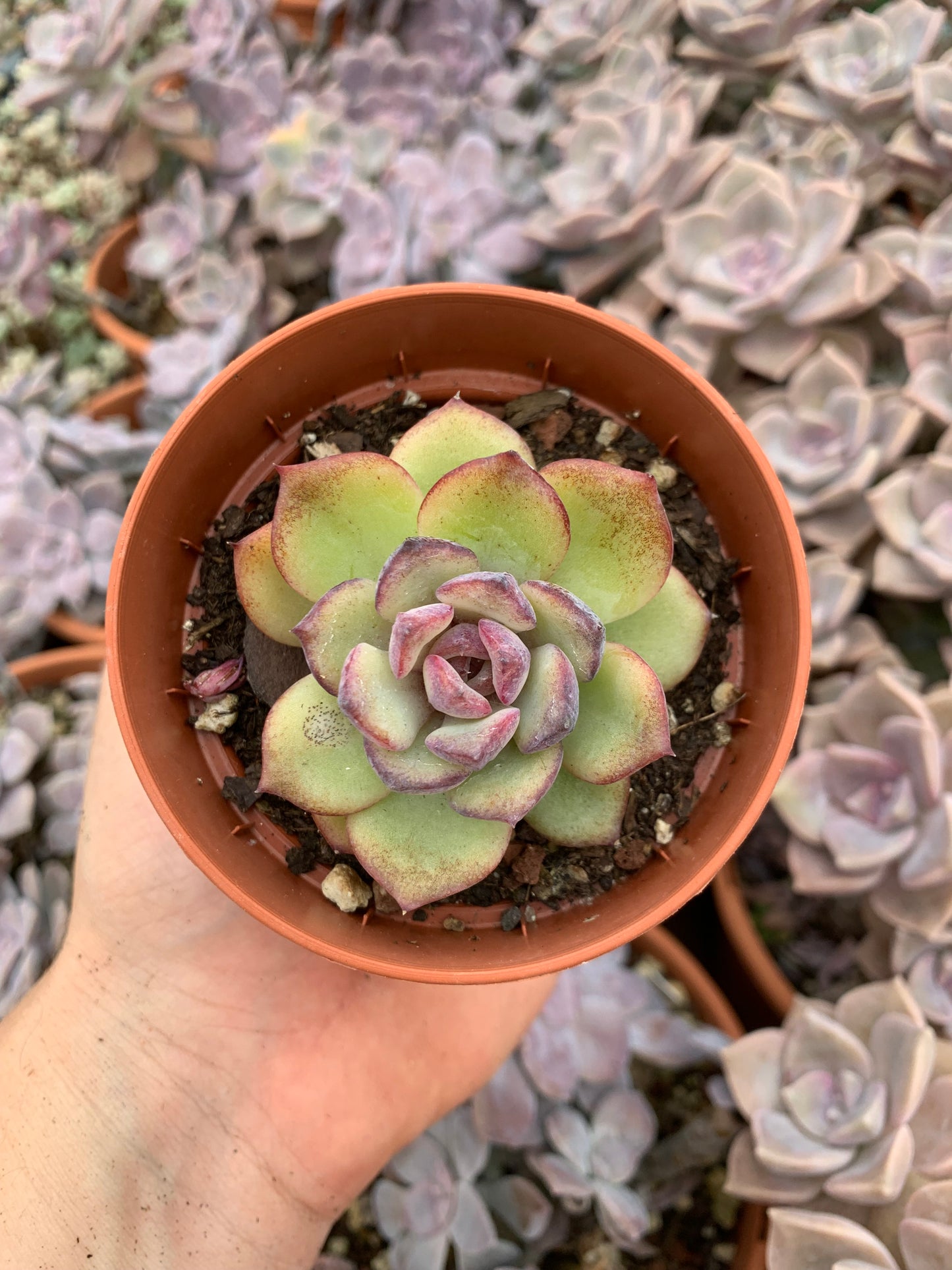 Echeveria "sepia" korea