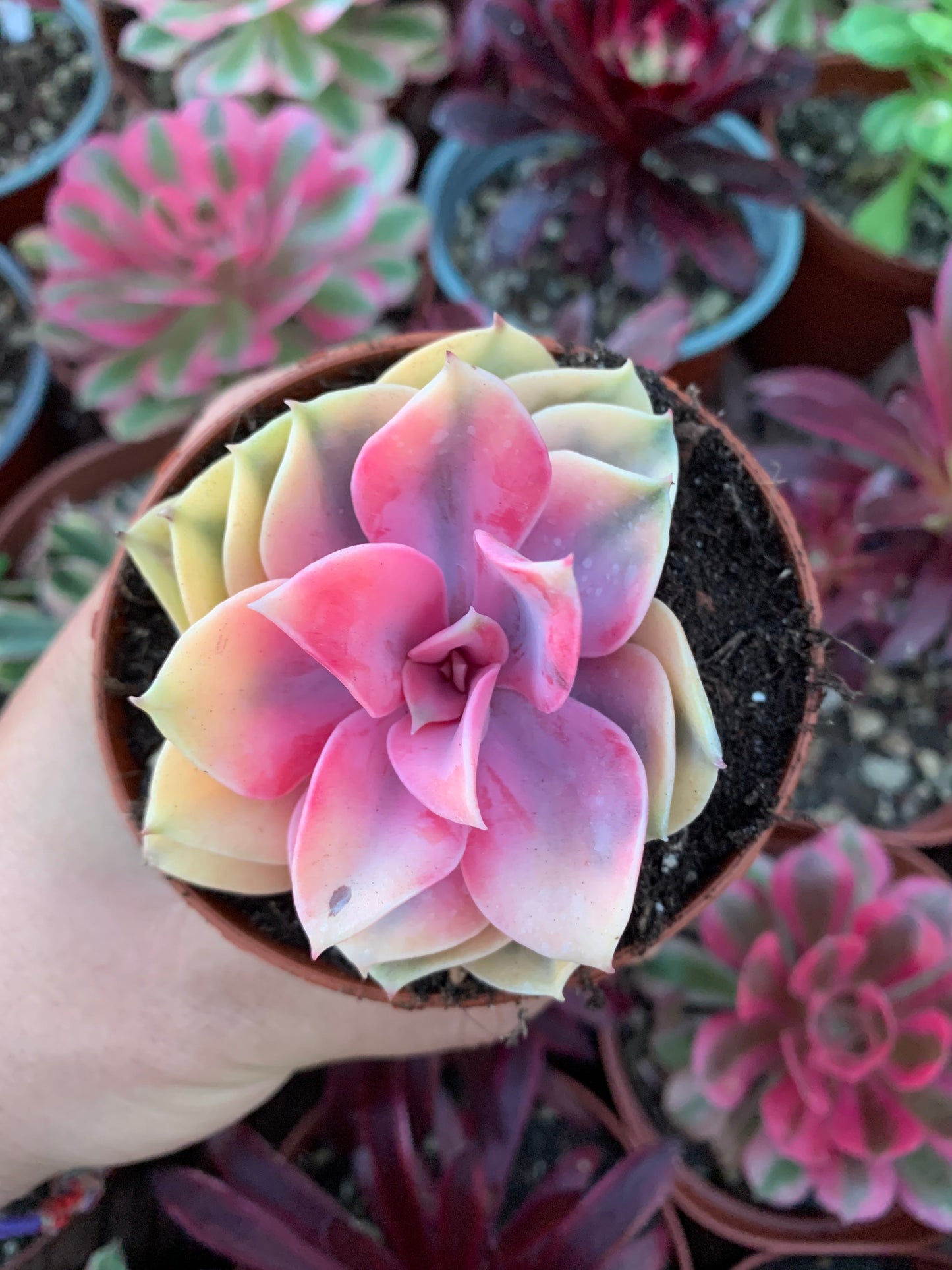 Echeveria "Rainbow" variegada Korean