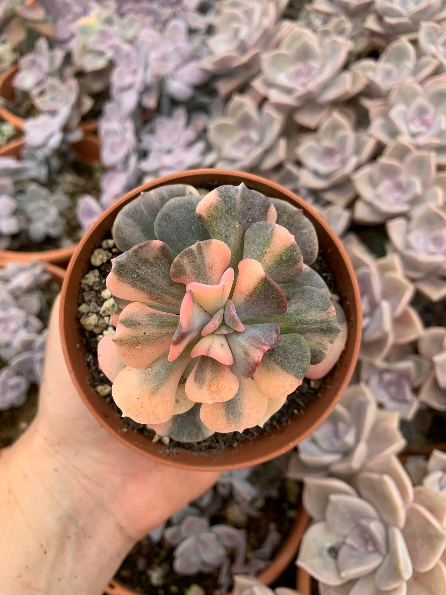 Echeveria "Cubic Frost" variegada