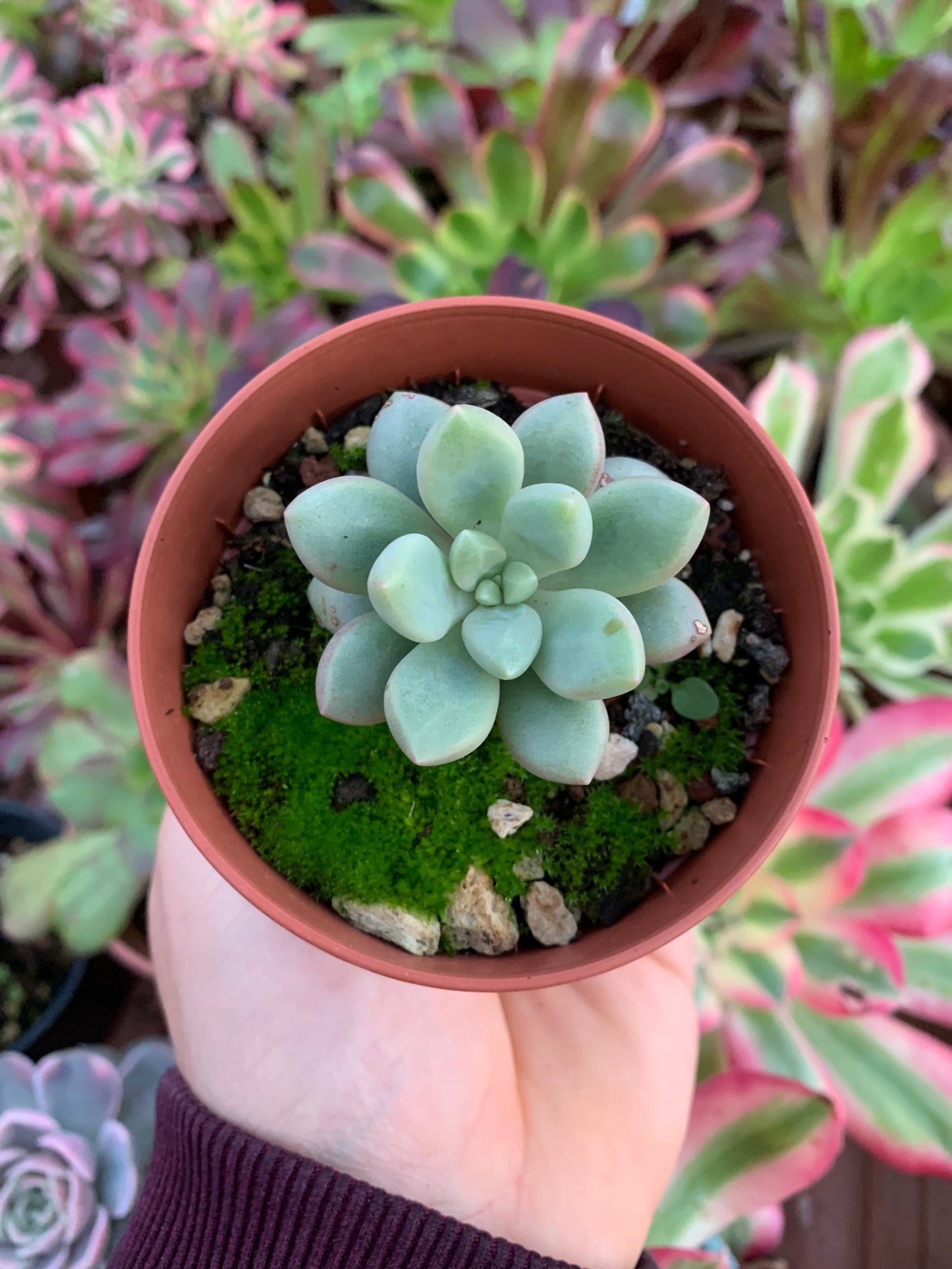 Pachyveria "Equs" Korean