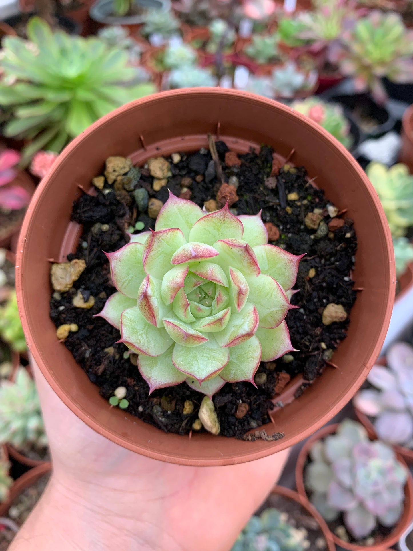 Echeveria "LineQueen"