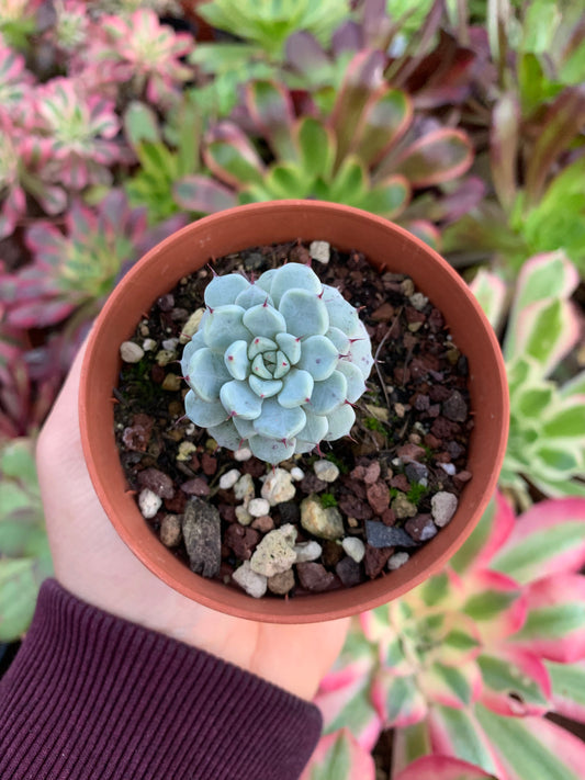 Echeveria cuspidata zaragozae