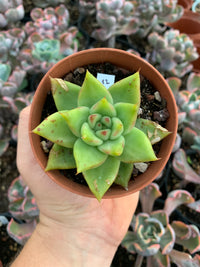 Echeveria agavoides hibrido