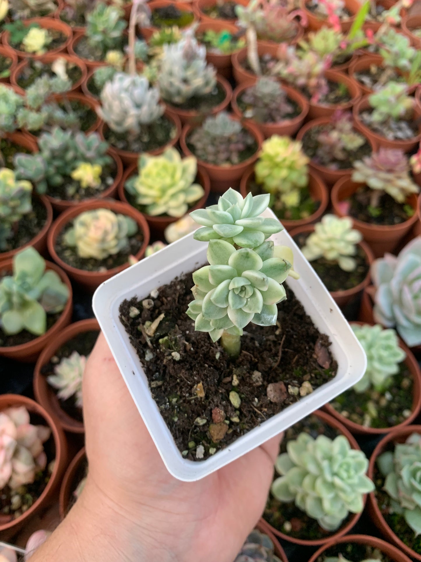 Graptoveria "Tinkerbell" Variegada Korean by Chang Won farm