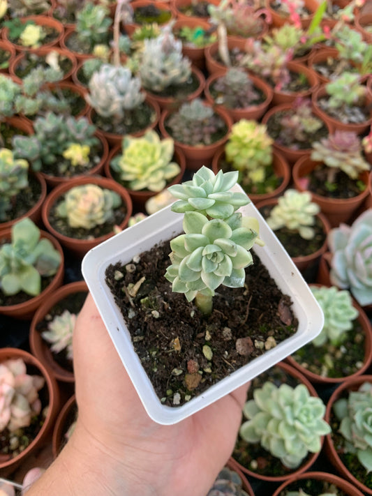 Graptoveria "Tinkerbell" Variegada Korean by Chang Won farm