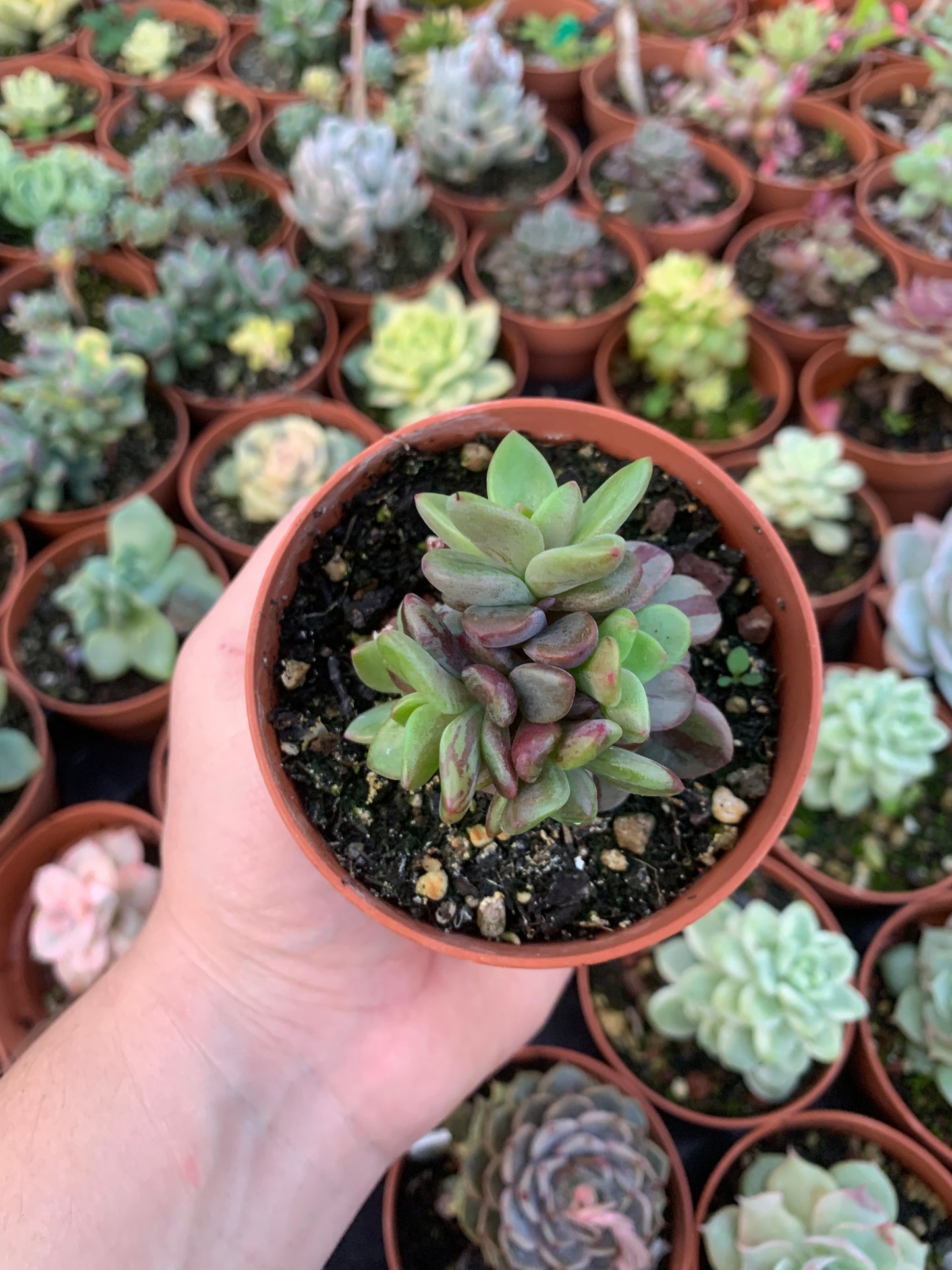 Echeveria "Rezry" Variegada Korean