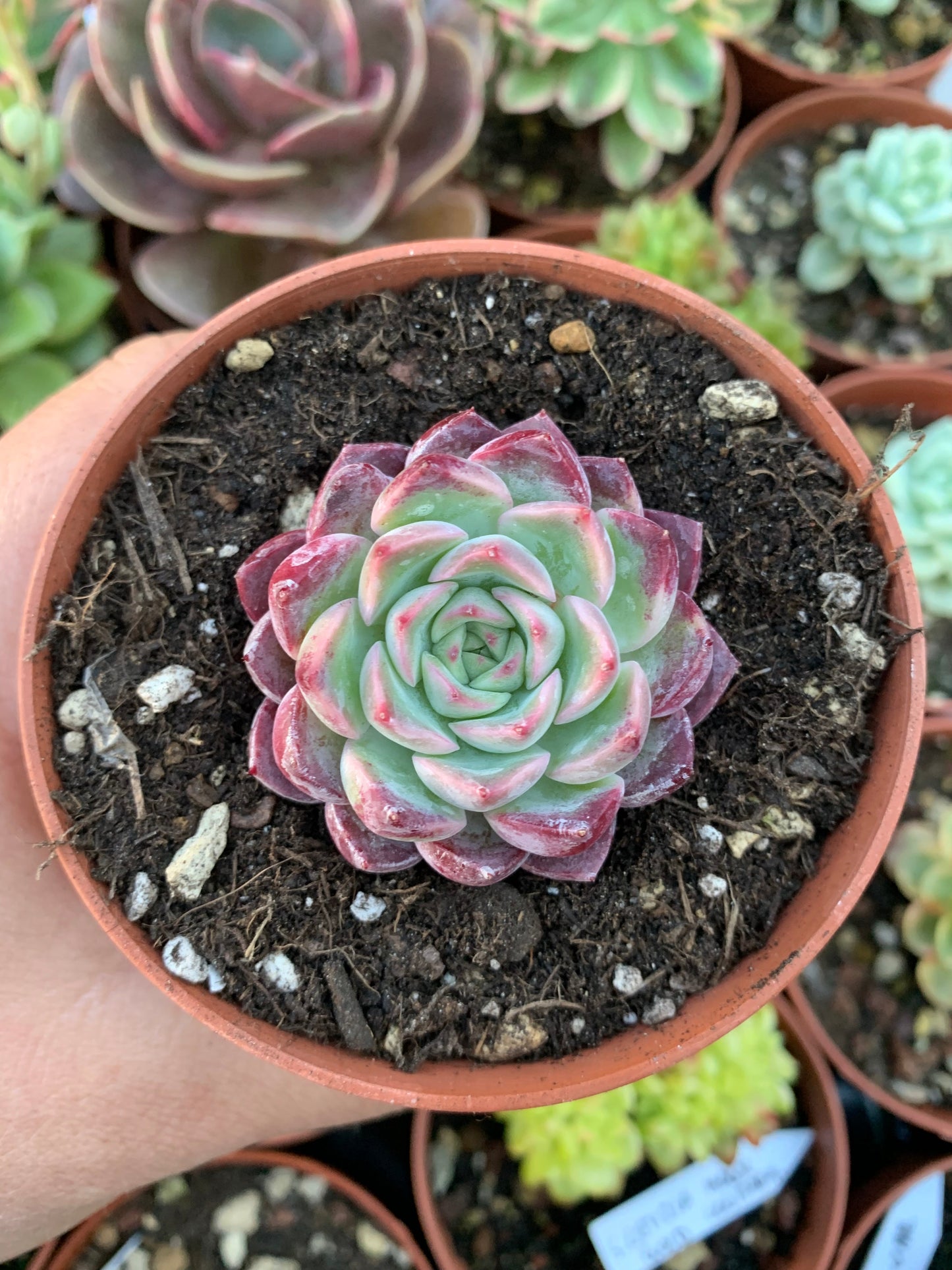 Echeveria "polsha" Korean by ChangHee