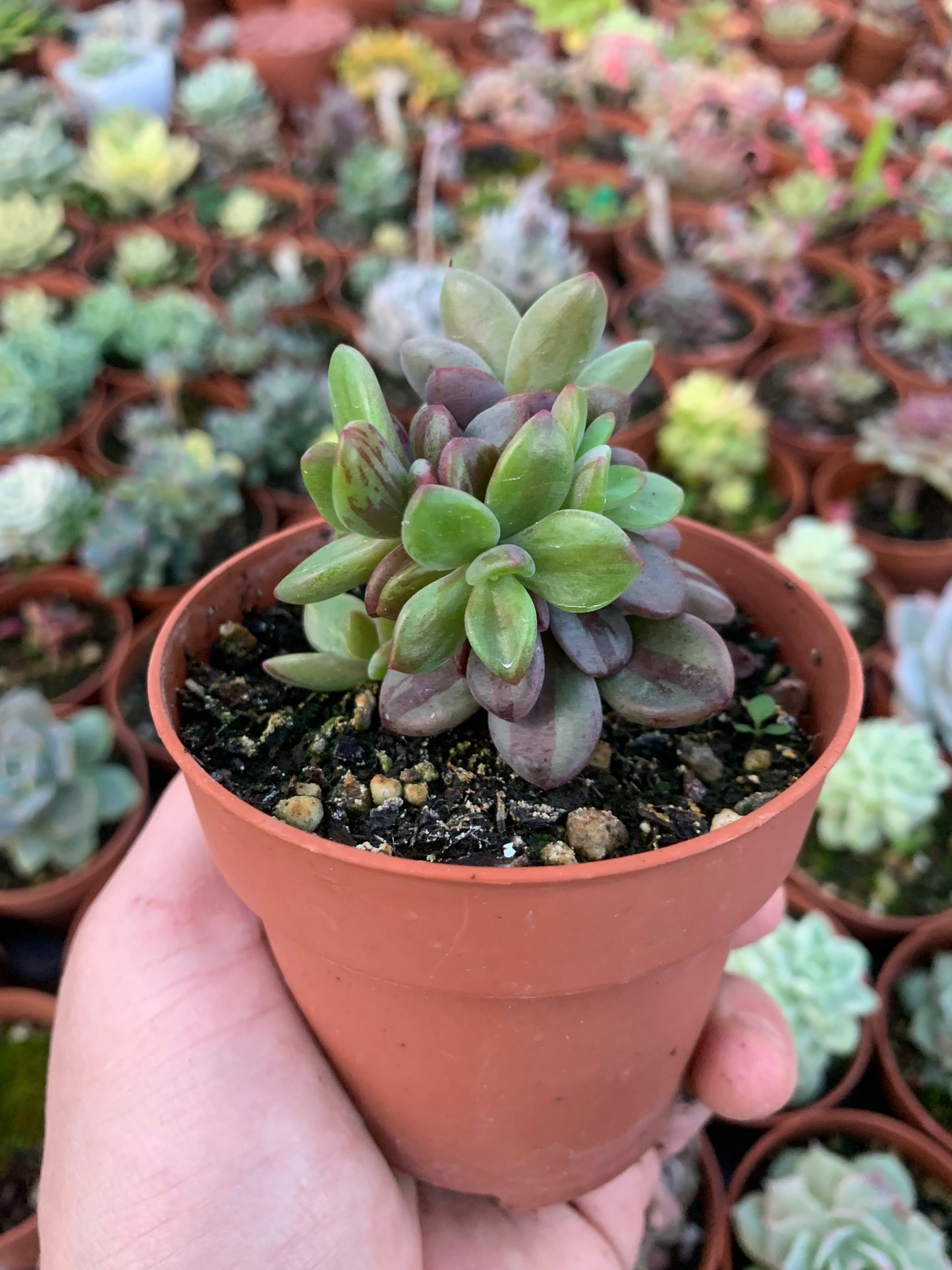 Echeveria "Rezry" Variegada Korean