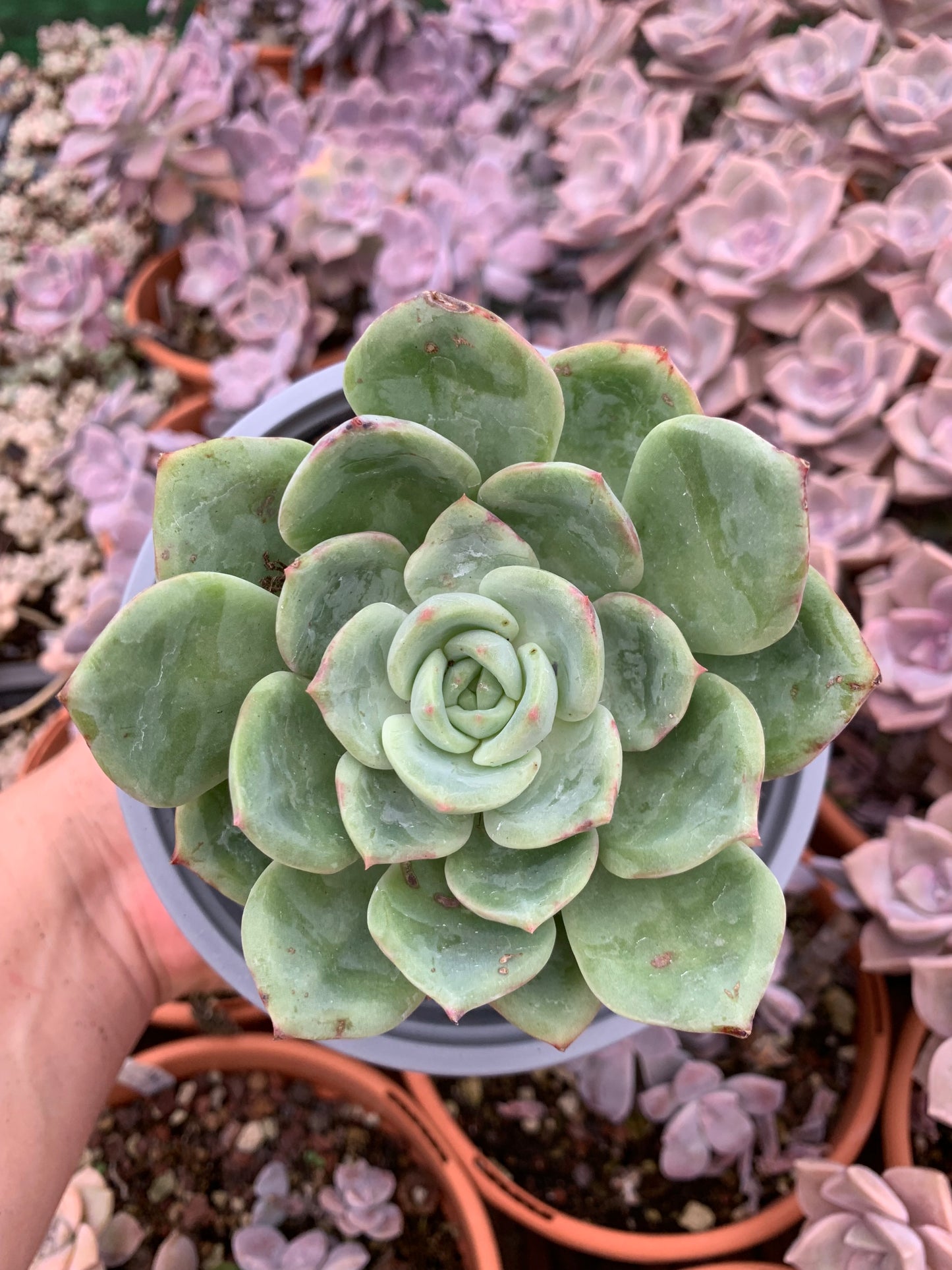 Echeveria "Salmone"