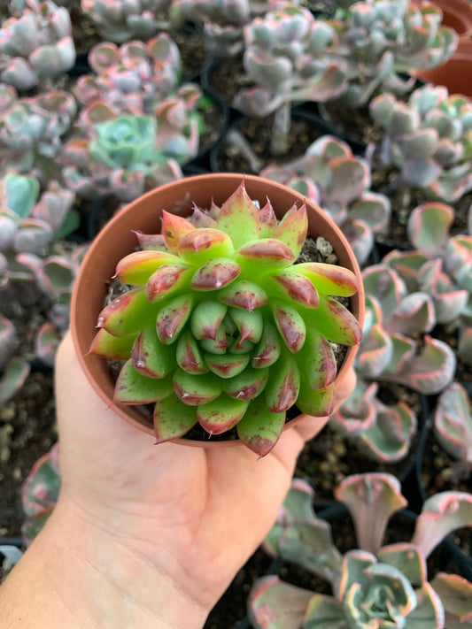 Echeveria agavoides hibrido