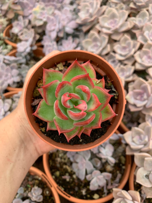 Echeveria "Floriana"