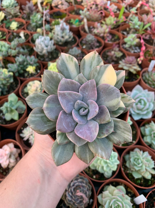 Graptoveria "Debbie" Variegada Korea