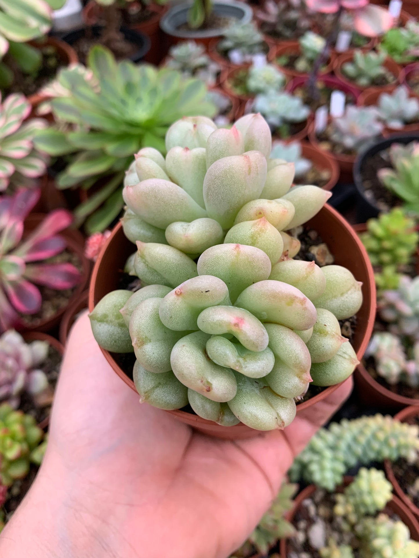 Echeveria "Bill Gates" Korean