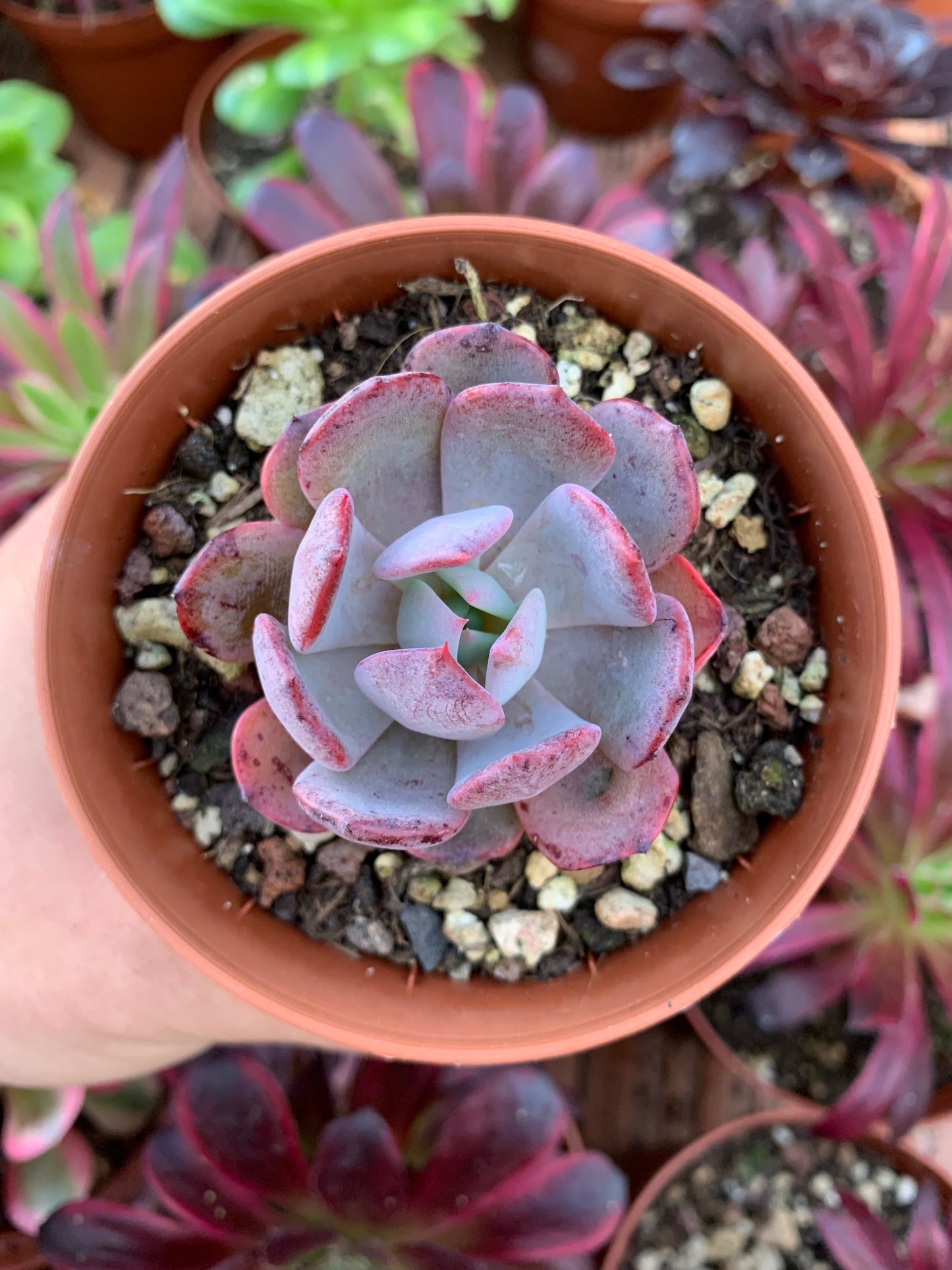 Echeveria "Rainbow Goddess" Korean