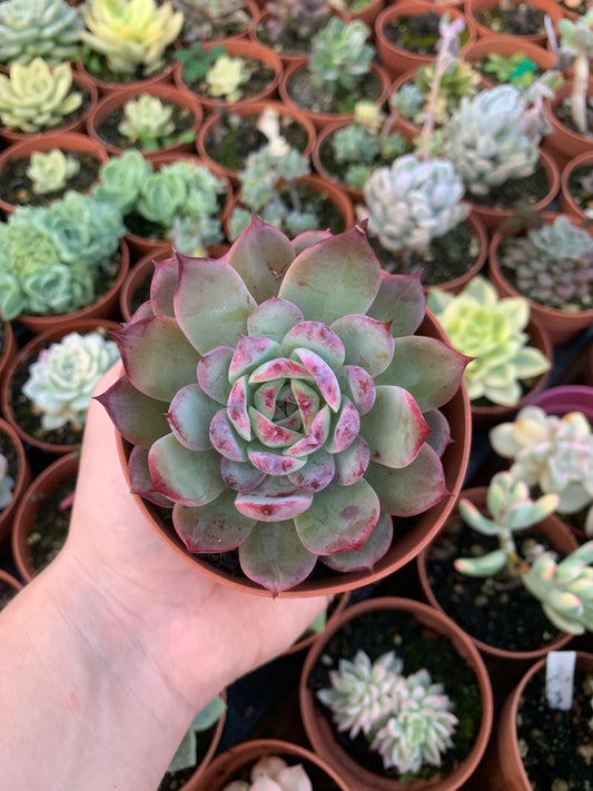 Echeveria "Ardor" Korean