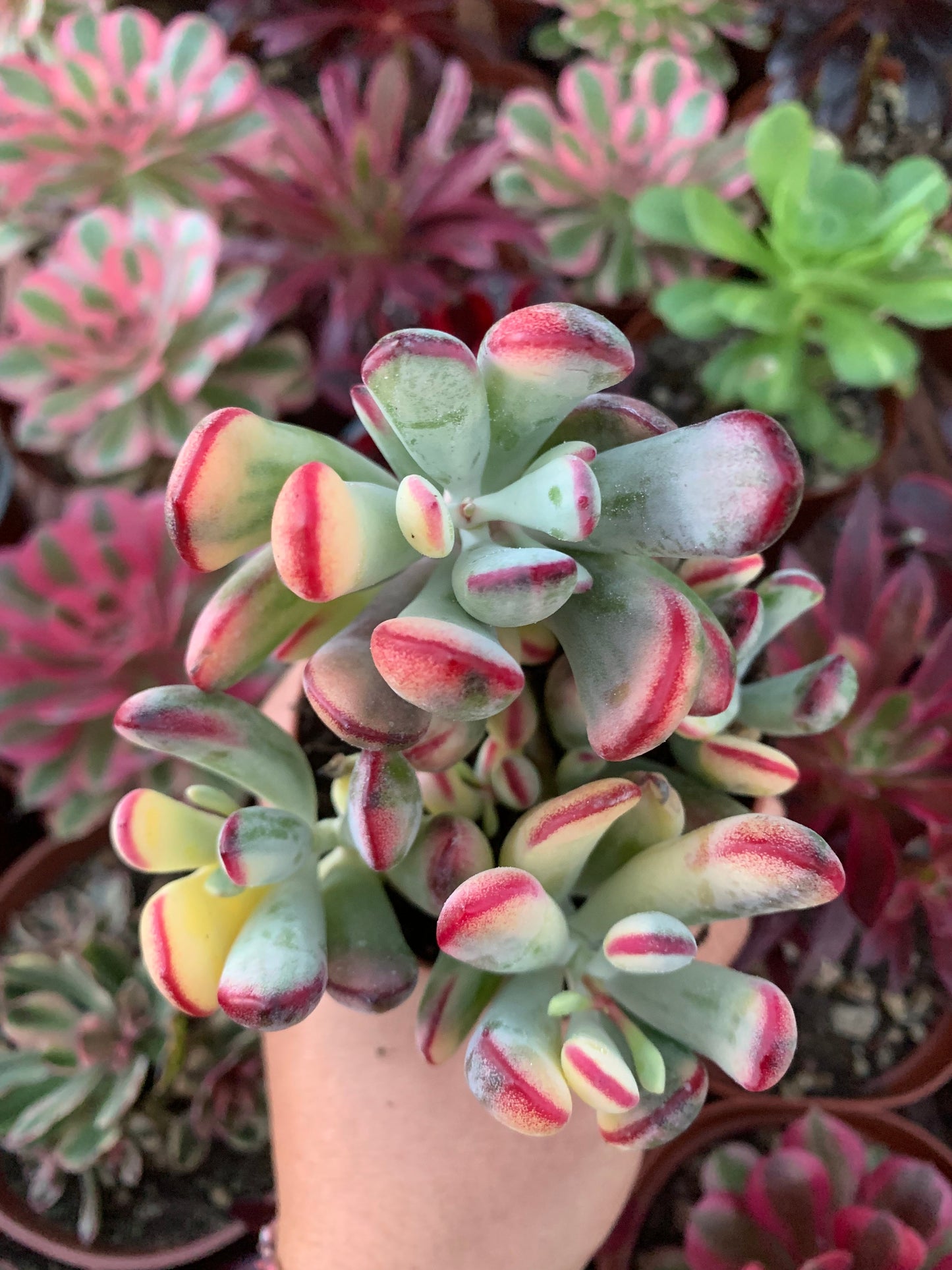 Cotyledon orbiculata dinteri variegado Korean