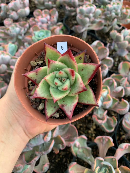 Echeveria agavoides "Ebony"