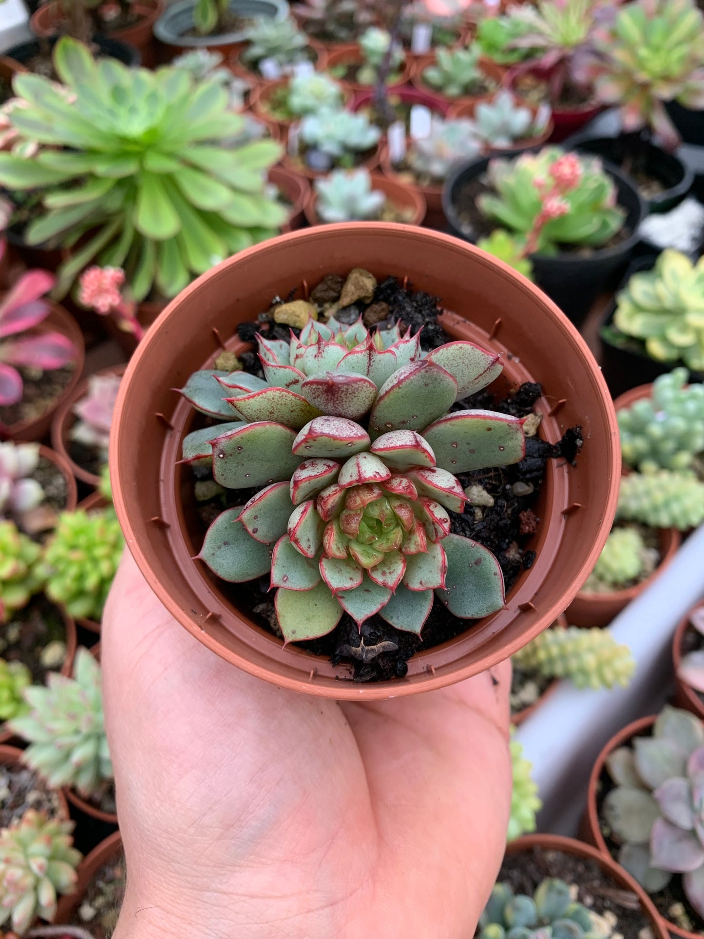 Echeveria "Blood Drops"