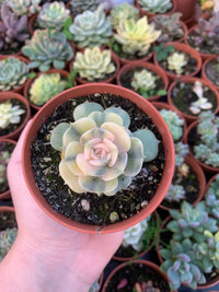 Echeveria "Lola" Variegada Korea