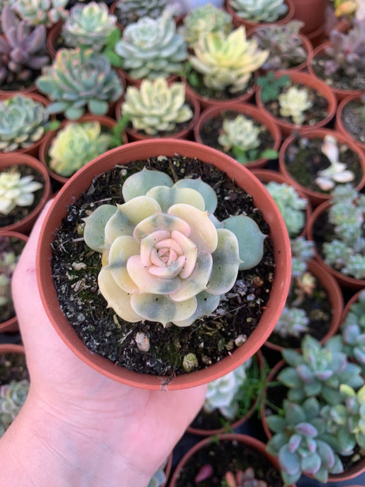 Echeveria "Lola" Variegada Korea