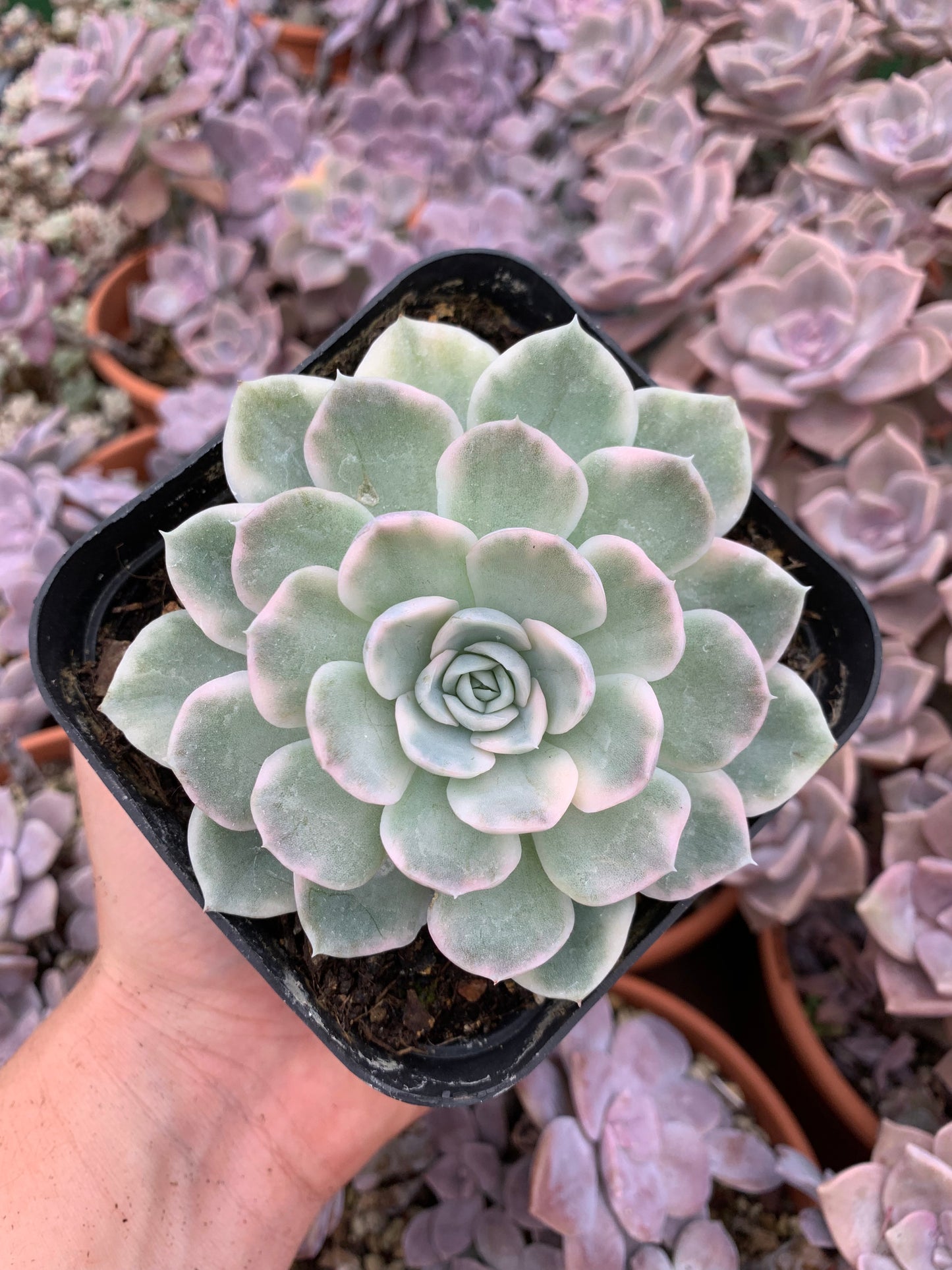 Echeveria "Mexican snow ball'' variegada  Korean (copia)