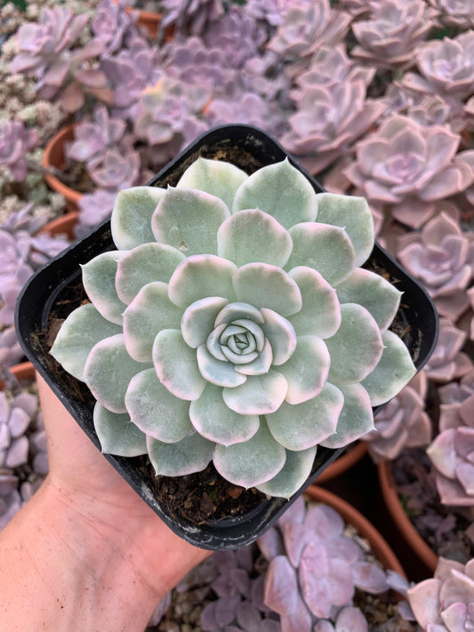 Echeveria "Mexican snow ball'' variegada  Korean