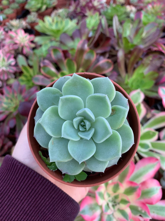 Echeveria  "pink spot"