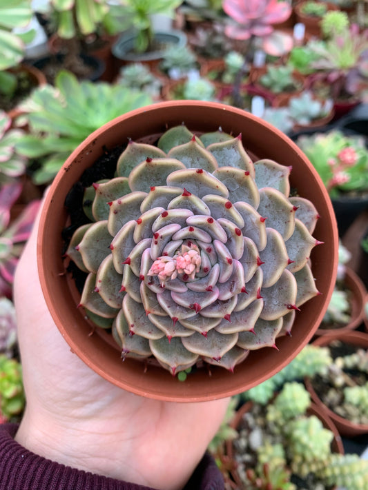 Echeveria "Leo Hart" Korean