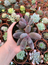 Pachysedum "Ganzhou" Variegada Korean