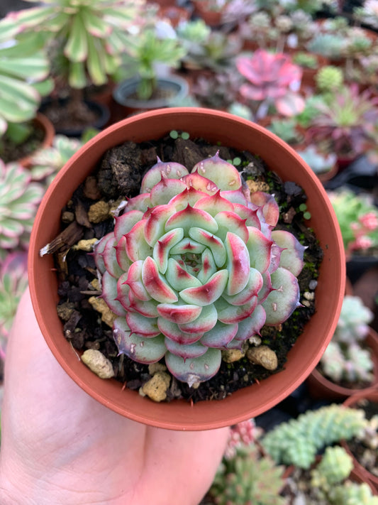 Echeveria "marcel" Korean