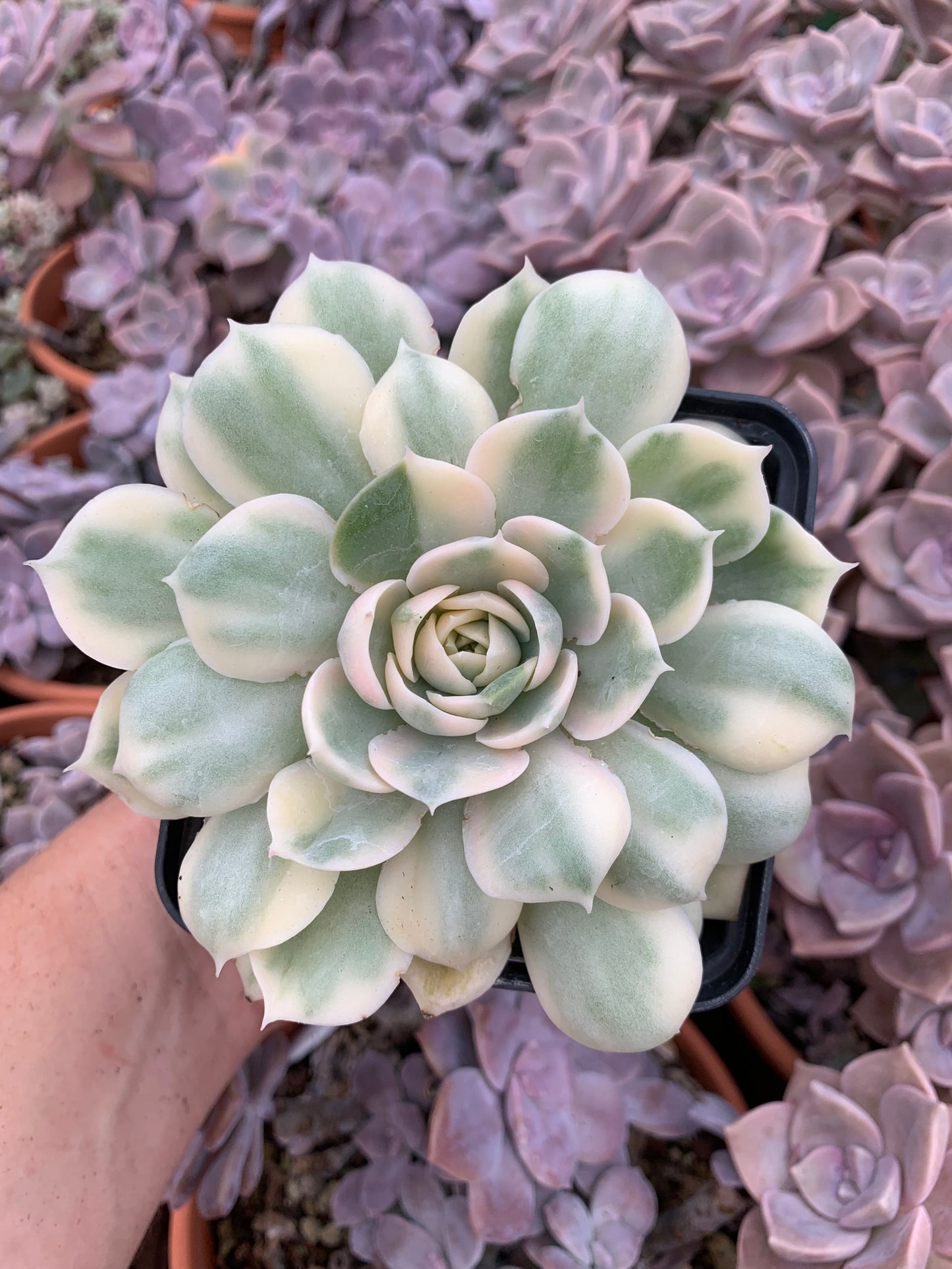 Echeverias ''Onslow'' variegada korea