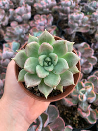 Graptoveria "Melody" (E. agavoides ebony x P. mendozae)